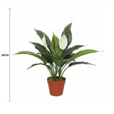 Wellness Accessories: Artificial Spathiphyllum Peace Lily Plant with White Flowers 60cm