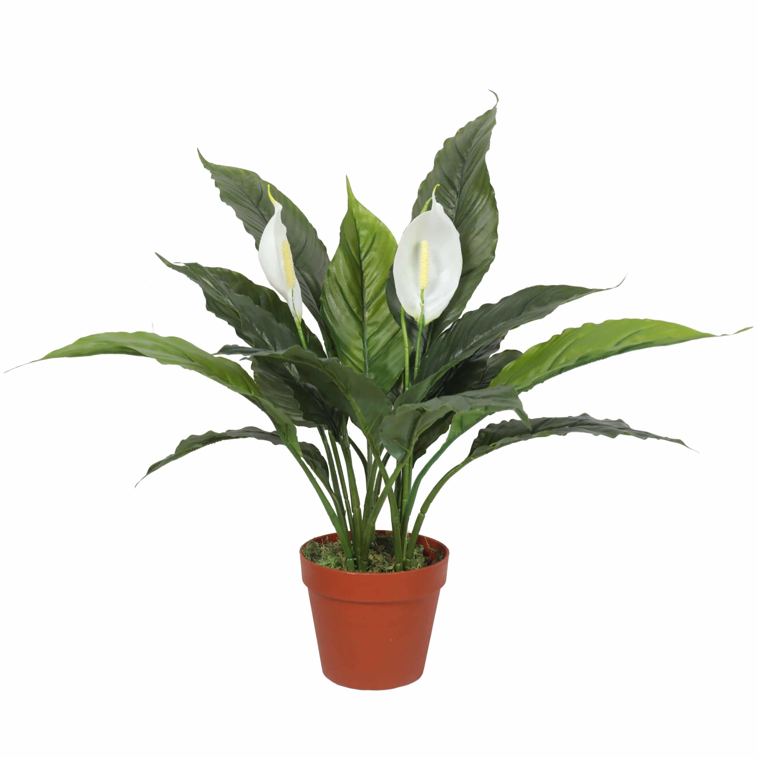 Wellness Accessories: Artificial Spathiphyllum Peace Lily Plant with White Flowers 60cm