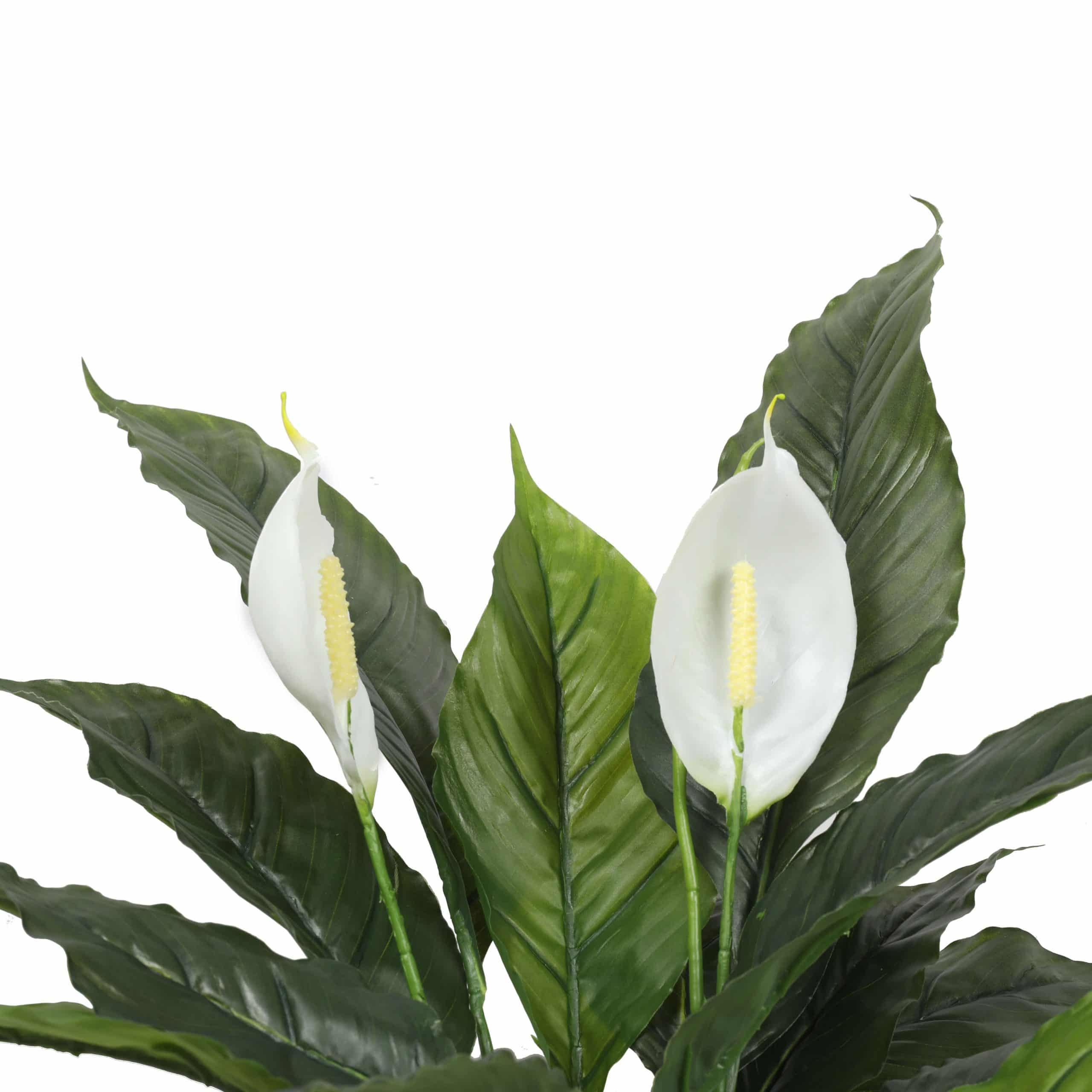 Wellness Accessories: Artificial Spathiphyllum Peace Lily Plant with White Flowers 60cm