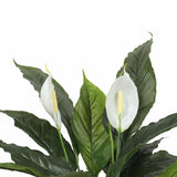 Wellness Accessories: Artificial Spathiphyllum Peace Lily Plant with White Flowers 60cm