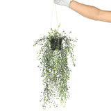 Artificial Hanging Plants: Artificial Hanging Pearls (Potted) 56cm UV Resistant