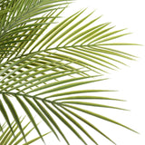 Artificial Trees: Artificial Parlour Palm Tree 180cm Multi Trunk UV Resistant
