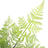 Artificial Trees: Faux Natural Fern Tree 90cm