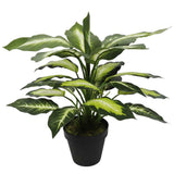 Coffee Tables: Leopard Lily (Dieffenbachia) with Pot 40cm