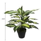 Coffee Tables: Leopard Lily (Dieffenbachia) with Pot 40cm