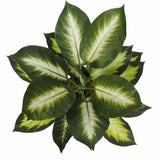 Coffee Tables: Leopard Lily (Dieffenbachia) with Pot 40cm