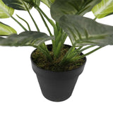 Coffee Tables: Leopard Lily (Dieffenbachia) with Pot 40cm