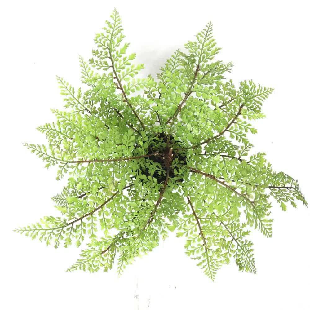 Canopies & Gazebos: Faux Small Potted Fern 35cm
