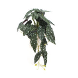 Artificial Potted Plants: Artificial Begonia Maculata Plant In Decorative Bowl 30cm