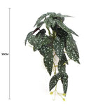 Artificial Potted Plants: Artificial Begonia Maculata Plant In Decorative Bowl 30cm