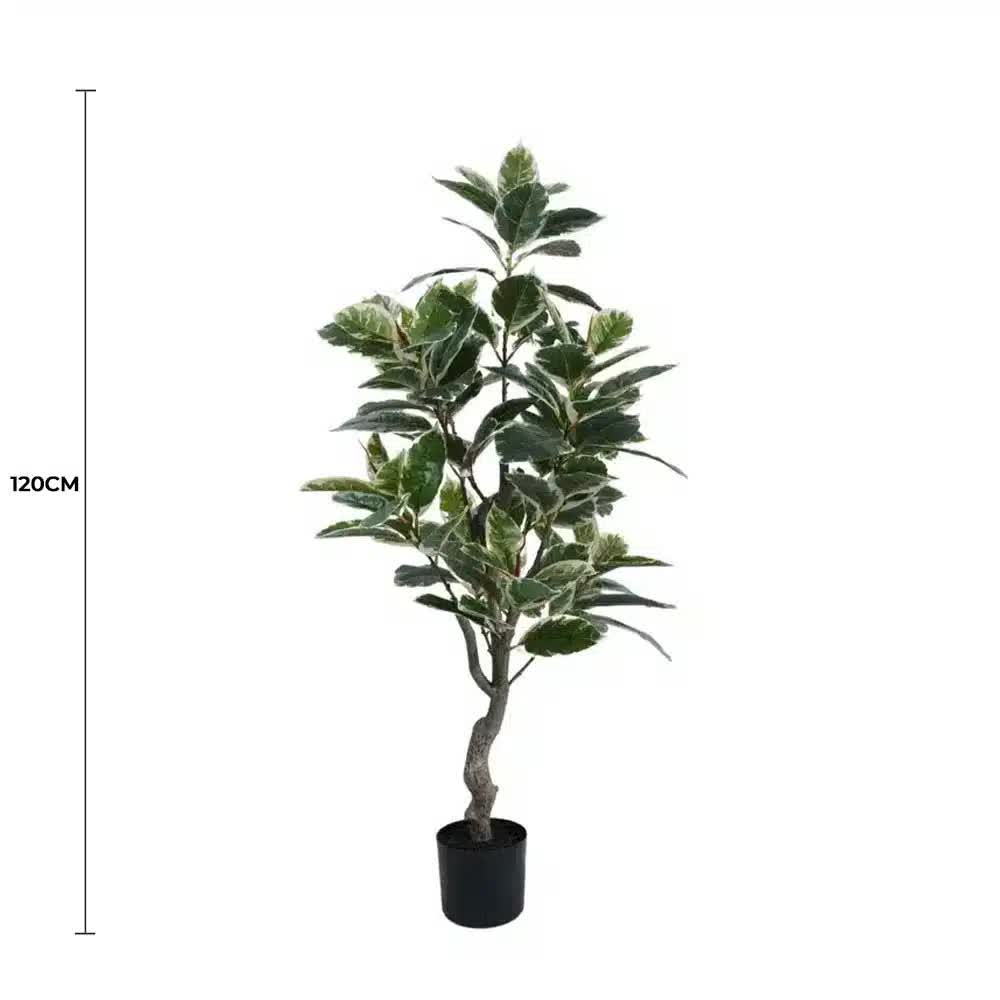 Gymnastics: Artificial Bushy Variegated Ficus Tree (Rubber Tree) 120cm