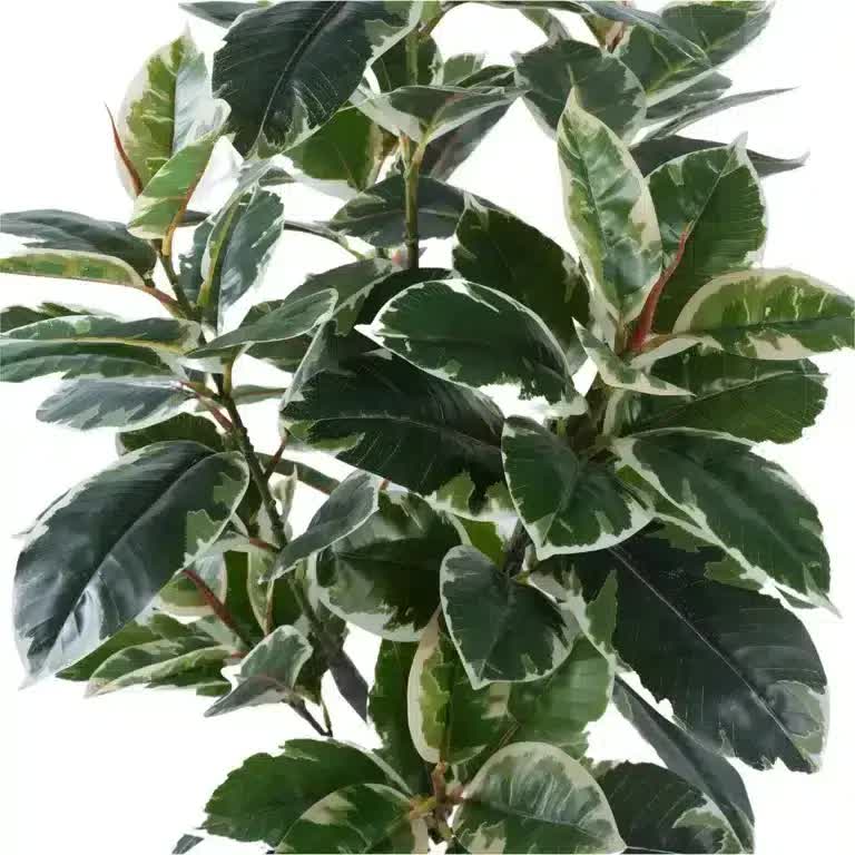 Gymnastics: Artificial Bushy Variegated Ficus Tree (Rubber Tree) 120cm