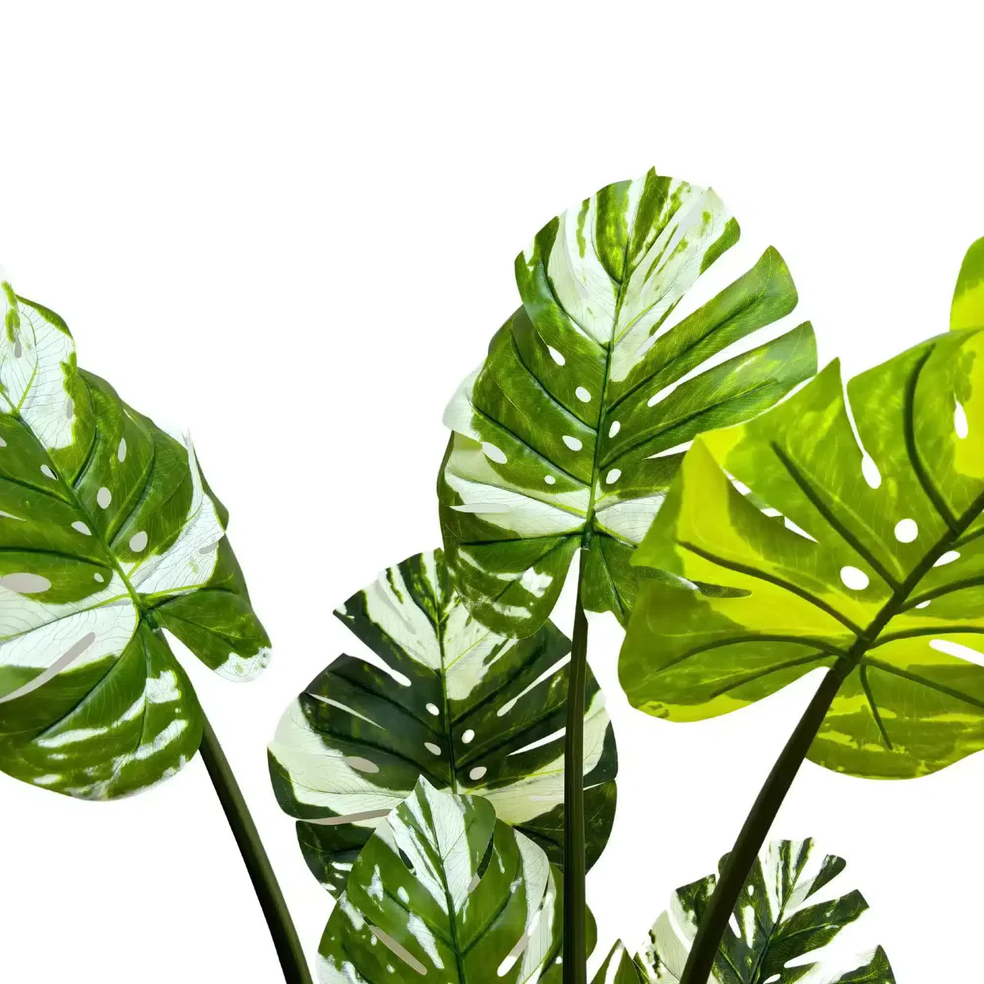 Cooking Ranges: Premium Artificial Potted Monstera Albo 150cm
