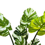 Cooking Ranges: Premium Artificial Potted Monstera Albo 150cm