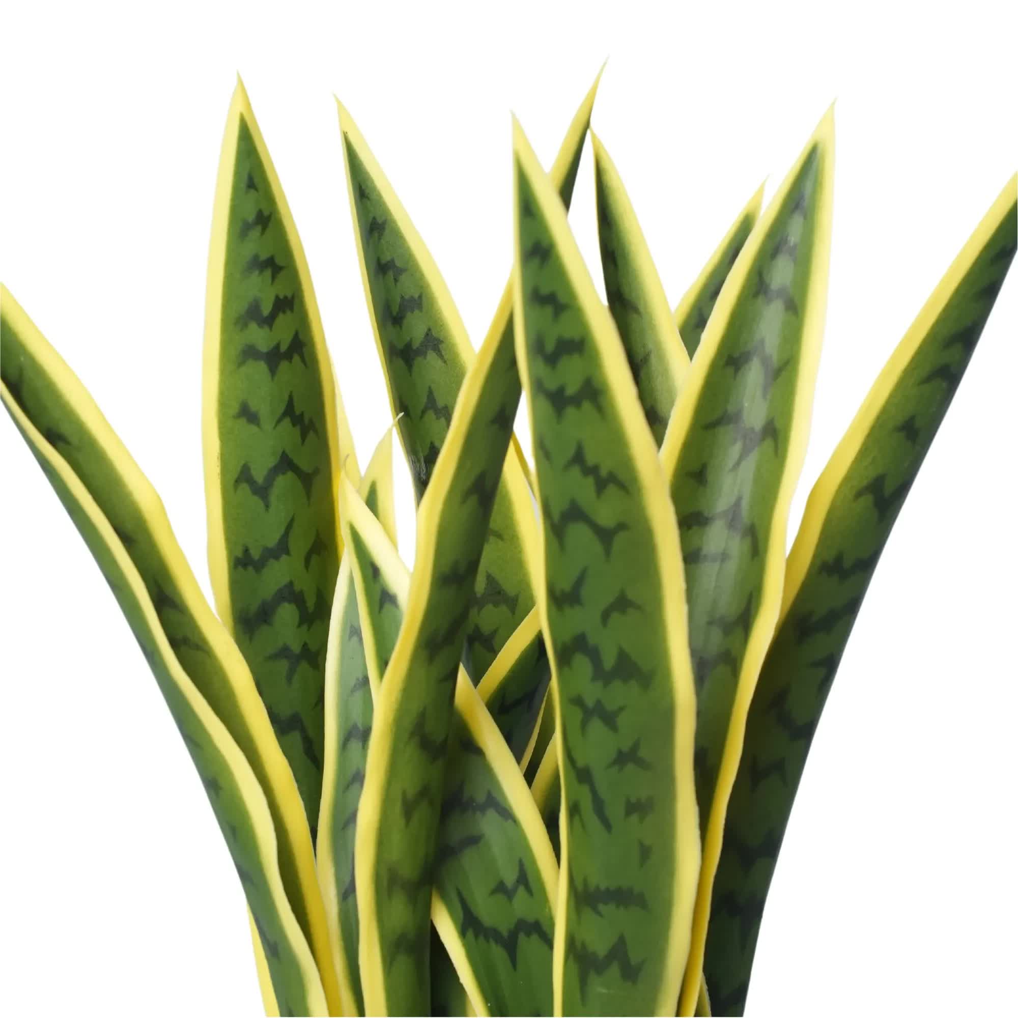 Wellness Accessories: Artificial Mother in Law Tongue / Yellow Tongue Sansevieria UV Resistant 60cm