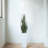 Artificial Trees: Artificial Snake Plant Sansevieria UV Resistant 90cm