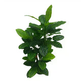 Artificial Wall Plants: Premium Artificial Cordyline Fructicosa Green / Ti Plant 90cm