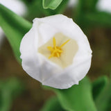 Wellness Accessories: Flowering White Artificial Tulip Plant Arrangement With Ceramic Bowl 35cm