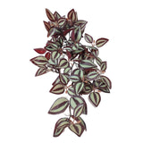 Artificial Hanging Plants: Artificial Hanging / Draping Burgundy Tradescantia Zebrina 42cm