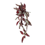 Artificial Hanging Plants: Artificial Hanging / Draping Burgundy Tradescantia Zebrina 42cm