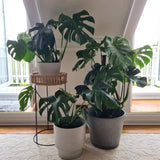 Pots, Planters & Accessories: Rendered White Planter Pot 25cm