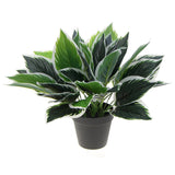 Greenhouses & Accessories: Dense Potted Artificial Calathea Plant 35cm