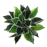 Greenhouses & Accessories: Dense Potted Artificial Calathea Plant 35cm