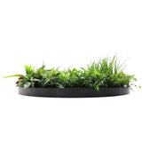 Artificial Trees: Slimline Artificial Green Wall Disc Art 80cm Country Fern UV Resistant (Black)
