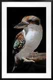 Posters, Paintings & Prints: Mystery Kookaburra Artwork Framed W Glass Front 80x120cm