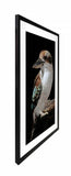Posters, Paintings & Prints: Mystery Kookaburra Artwork Framed W Glass Front 80x120cm