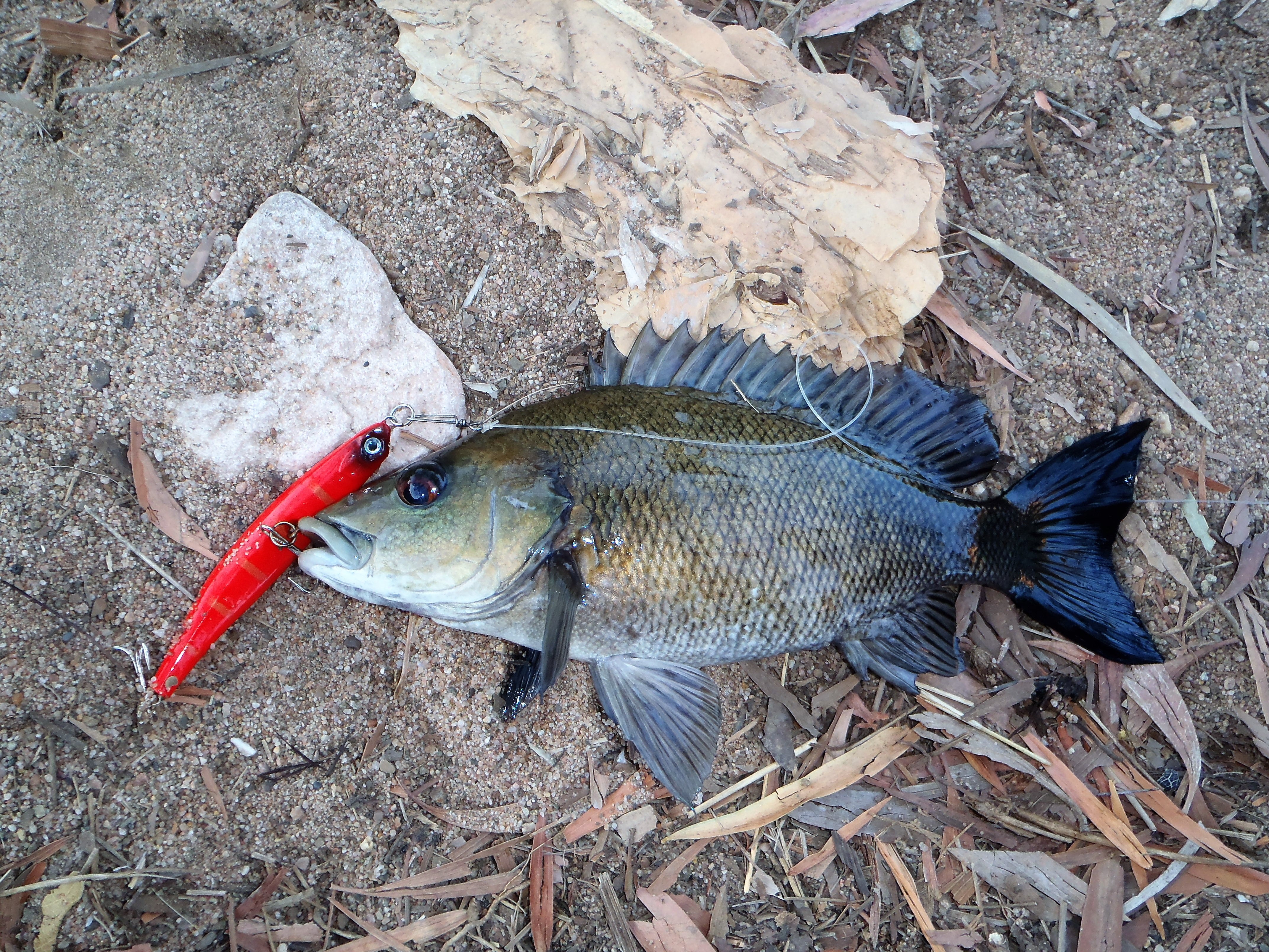 Fishing Tackle: Toppu Mizzu Sidewinder Bent Minnow, 95mm, Gold Flare