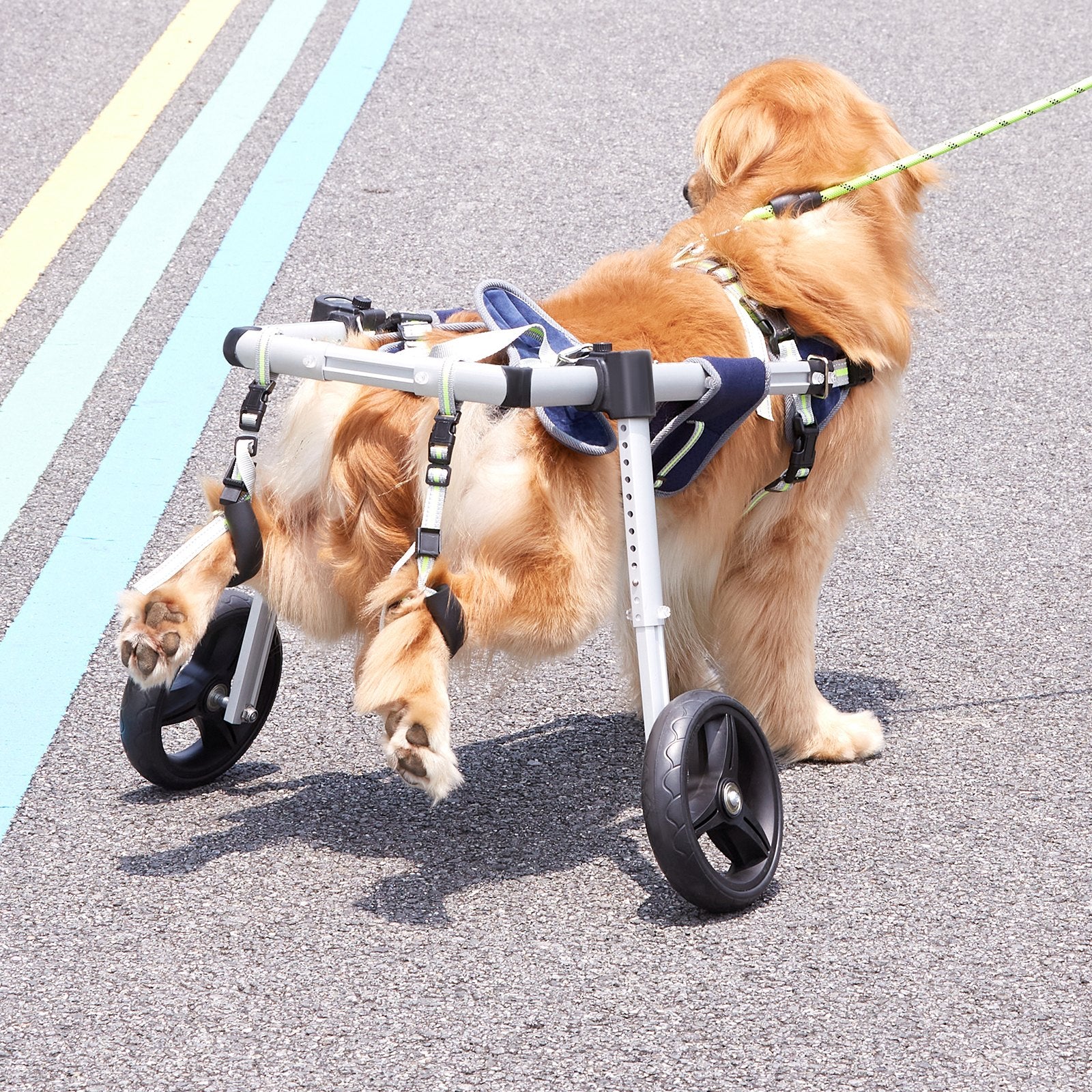 2 Wheels Dog Wheelchair for Back Legs, Pet Wheelchair Lightweight & Adjustable Assisting in Healing, Dog Cart/Wheelchair for Injured, Disabled, Paralysis, Hind Limb Weak Pet(M)