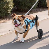 Cat Carriers & Crates: VEVOR Dog Wheelchair for Back Legs, Adjustable 2 Wheels Pet Wheelchair, Lightweight  Dog Cart with Shock-Absorbing Wheels, Mobility Support Wheel Chair for Disabled Injured Dogs up to 15kg, Medium