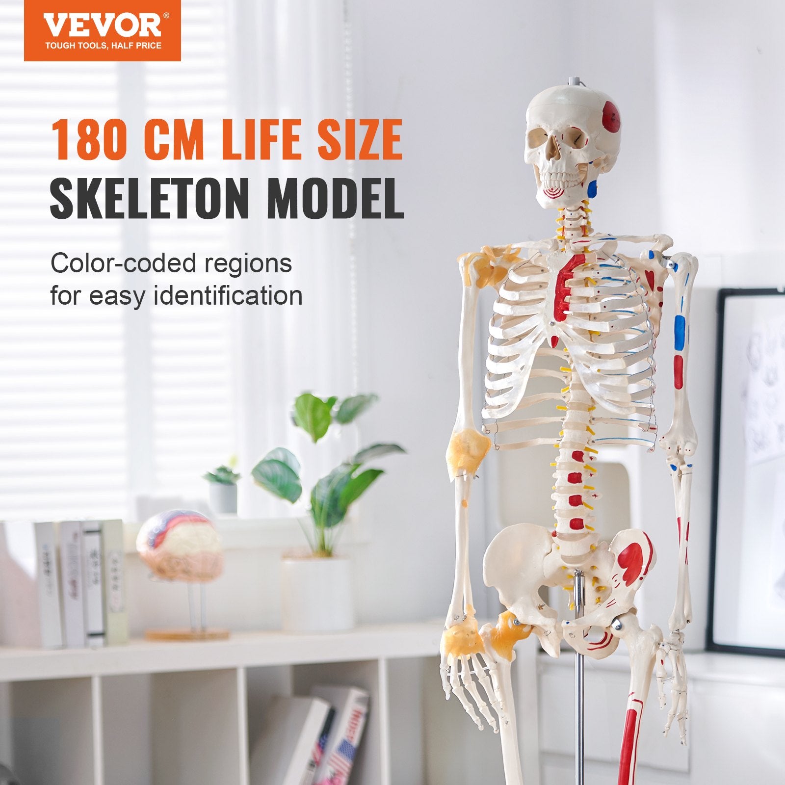 Wellness Accessories: VEVOR Human Skeleton Model for Anatomy, 182 cm Life Size, Accurate PVC Anatomy Skeleton Model with Ligaments, Movable Arms, Legs & Jaw, with Muscle Origin & Insertion Points, for Professional Teaching