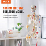 Wellness Accessories: VEVOR Human Skeleton Model for Anatomy, 182 cm Life Size, Accurate PVC Anatomy Skeleton Model with Ligaments, Movable Arms, Legs & Jaw, with Muscle Origin & Insertion Points, for Professional Teaching