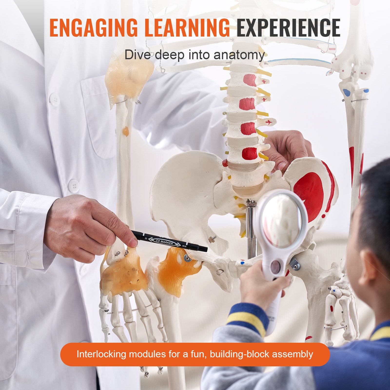 Wellness Accessories: VEVOR Human Skeleton Model for Anatomy, 182 cm Life Size, Accurate PVC Anatomy Skeleton Model with Ligaments, Movable Arms, Legs & Jaw, with Muscle Origin & Insertion Points, for Professional Teaching