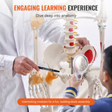 Wellness Accessories: VEVOR Human Skeleton Model for Anatomy, 182 cm Life Size, Accurate PVC Anatomy Skeleton Model with Ligaments, Movable Arms, Legs & Jaw, with Muscle Origin & Insertion Points, for Professional Teaching