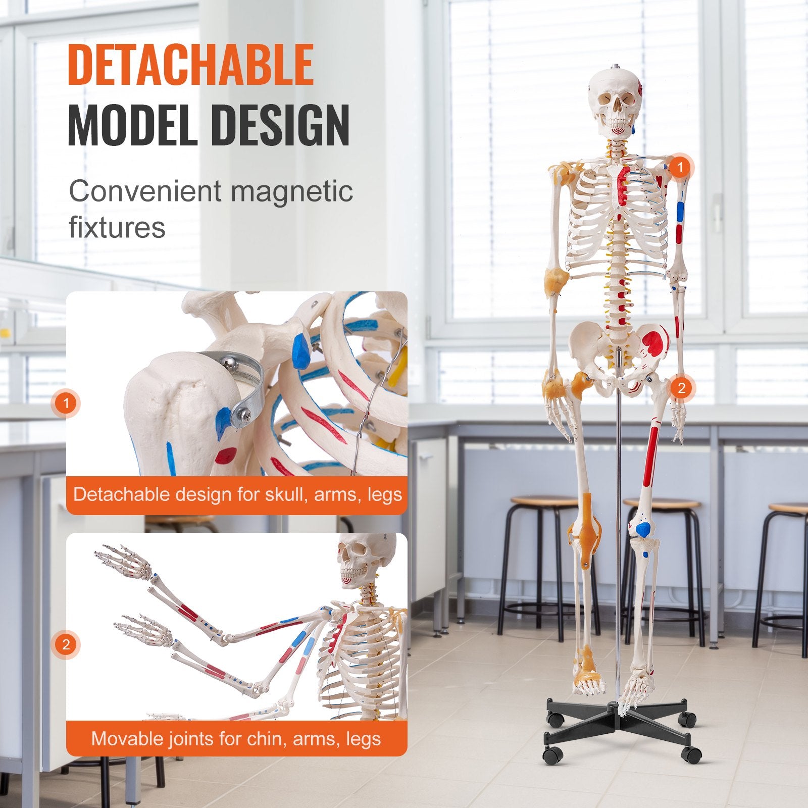 Wellness Accessories: VEVOR Human Skeleton Model for Anatomy, 182 cm Life Size, Accurate PVC Anatomy Skeleton Model with Ligaments, Movable Arms, Legs & Jaw, with Muscle Origin & Insertion Points, for Professional Teaching