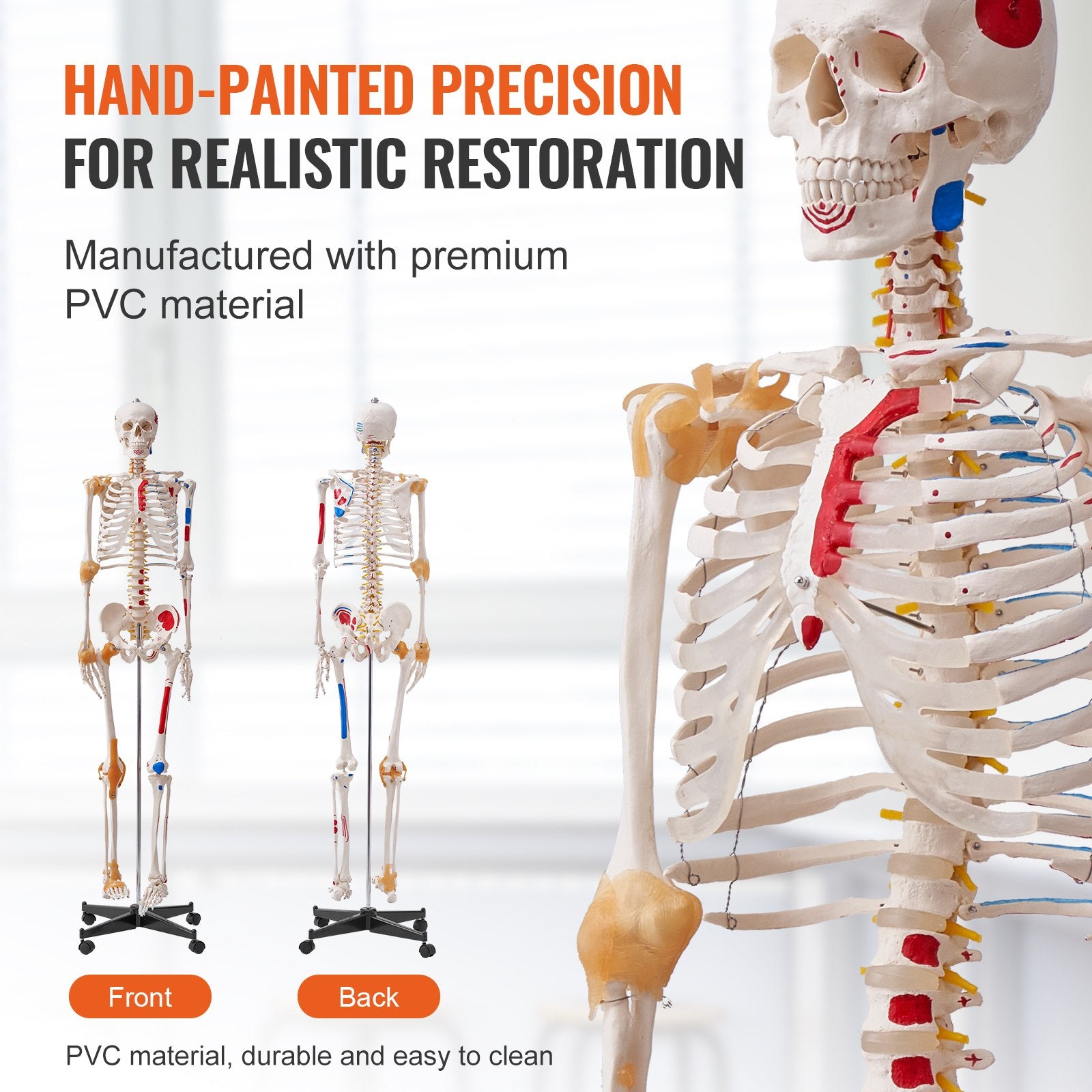 Wellness Accessories: VEVOR Human Skeleton Model for Anatomy, 182 cm Life Size, Accurate PVC Anatomy Skeleton Model with Ligaments, Movable Arms, Legs & Jaw, with Muscle Origin & Insertion Points, for Professional Teaching