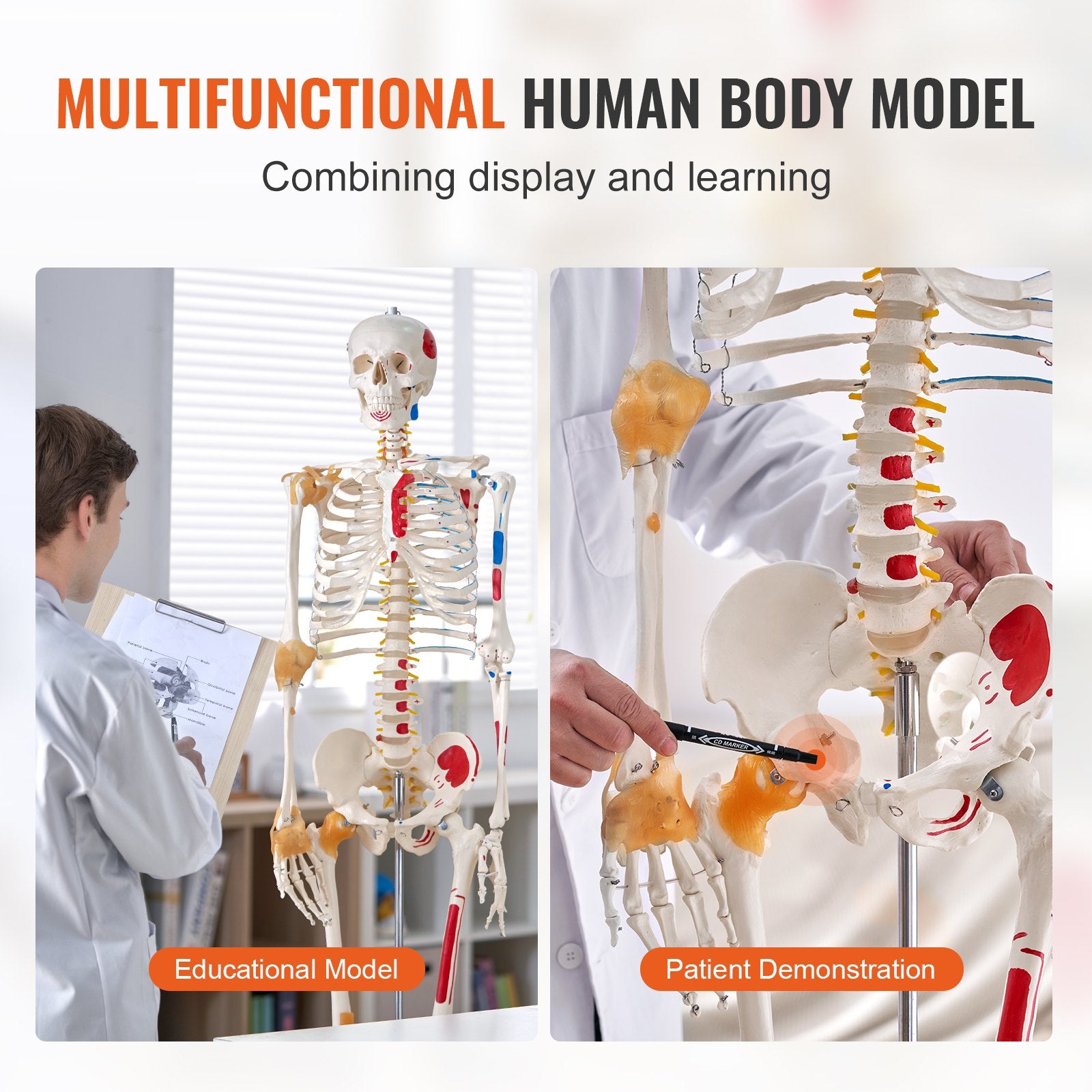 Wellness Accessories: VEVOR Human Skeleton Model for Anatomy, 182 cm Life Size, Accurate PVC Anatomy Skeleton Model with Ligaments, Movable Arms, Legs & Jaw, with Muscle Origin & Insertion Points, for Professional Teaching