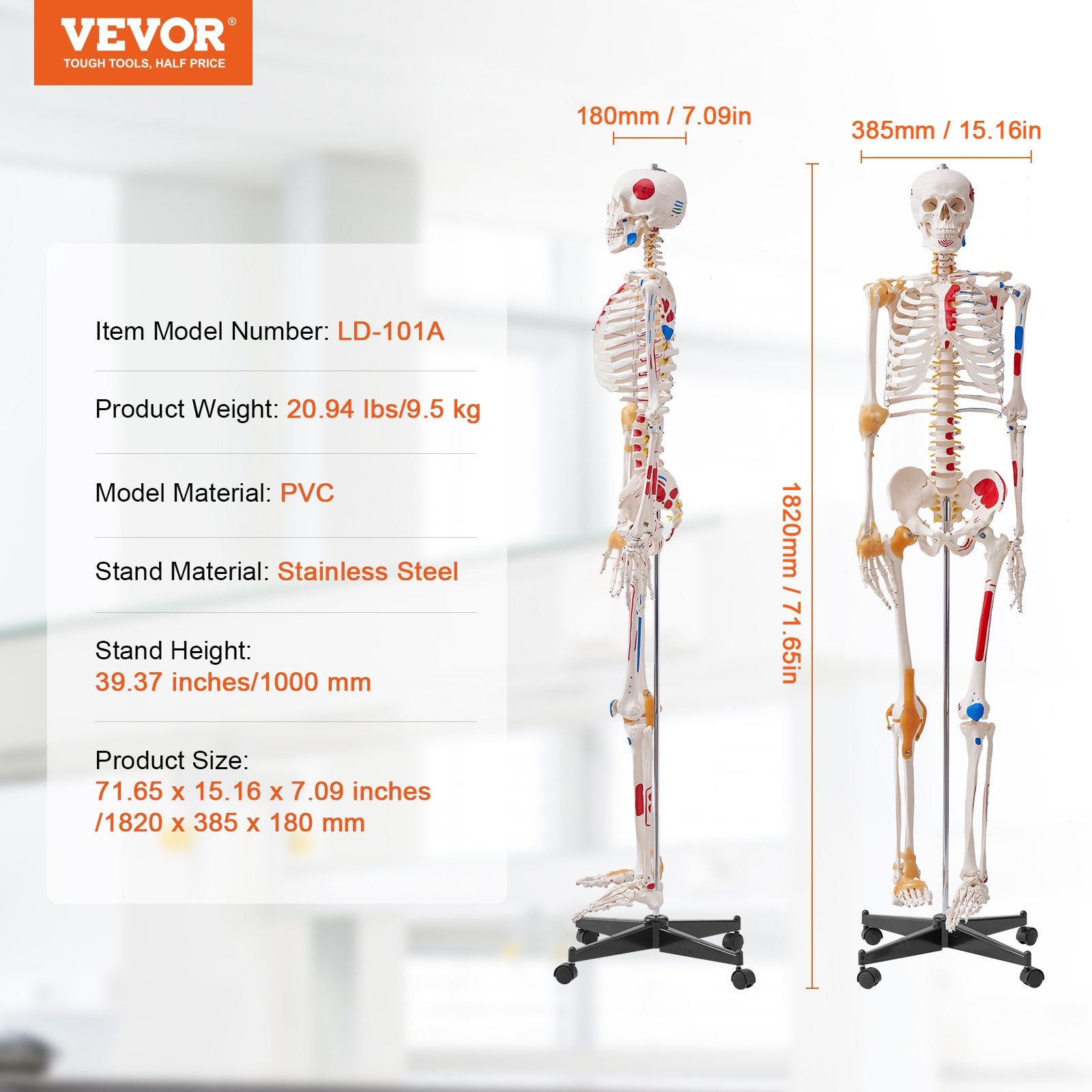 Wellness Accessories: VEVOR Human Skeleton Model for Anatomy, 182 cm Life Size, Accurate PVC Anatomy Skeleton Model with Ligaments, Movable Arms, Legs & Jaw, with Muscle Origin & Insertion Points, for Professional Teaching