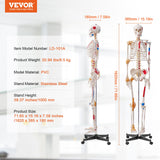 Wellness Accessories: VEVOR Human Skeleton Model for Anatomy, 182 cm Life Size, Accurate PVC Anatomy Skeleton Model with Ligaments, Movable Arms, Legs & Jaw, with Muscle Origin & Insertion Points, for Professional Teaching
