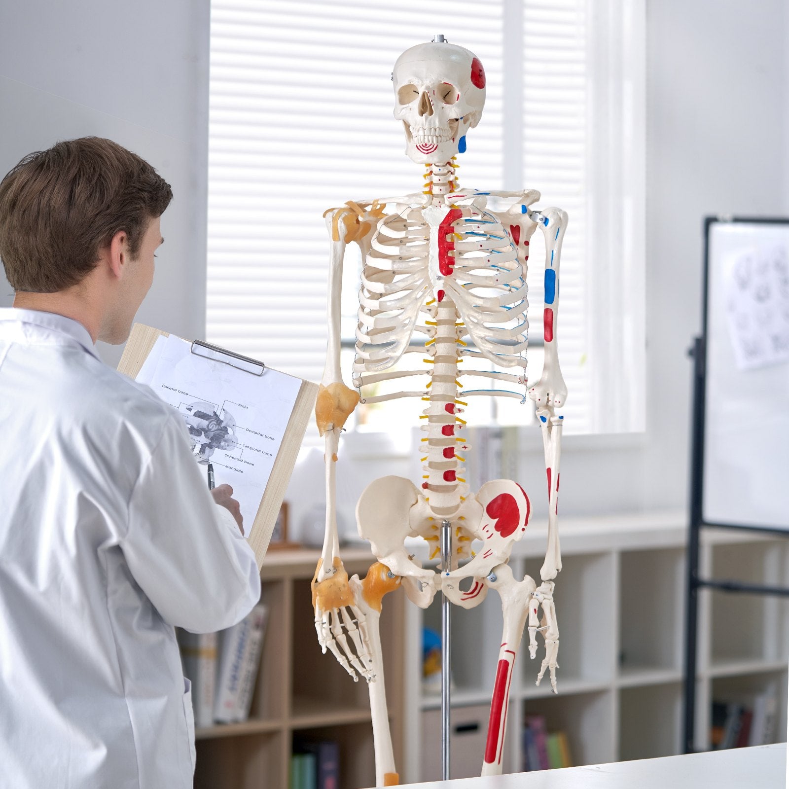 Wellness Accessories: VEVOR Human Skeleton Model for Anatomy, 182 cm Life Size, Accurate PVC Anatomy Skeleton Model with Ligaments, Movable Arms, Legs & Jaw, with Muscle Origin & Insertion Points, for Professional Teaching