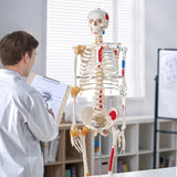 Wellness Accessories: VEVOR Human Skeleton Model for Anatomy, 182 cm Life Size, Accurate PVC Anatomy Skeleton Model with Ligaments, Movable Arms, Legs & Jaw, with Muscle Origin & Insertion Points, for Professional Teaching