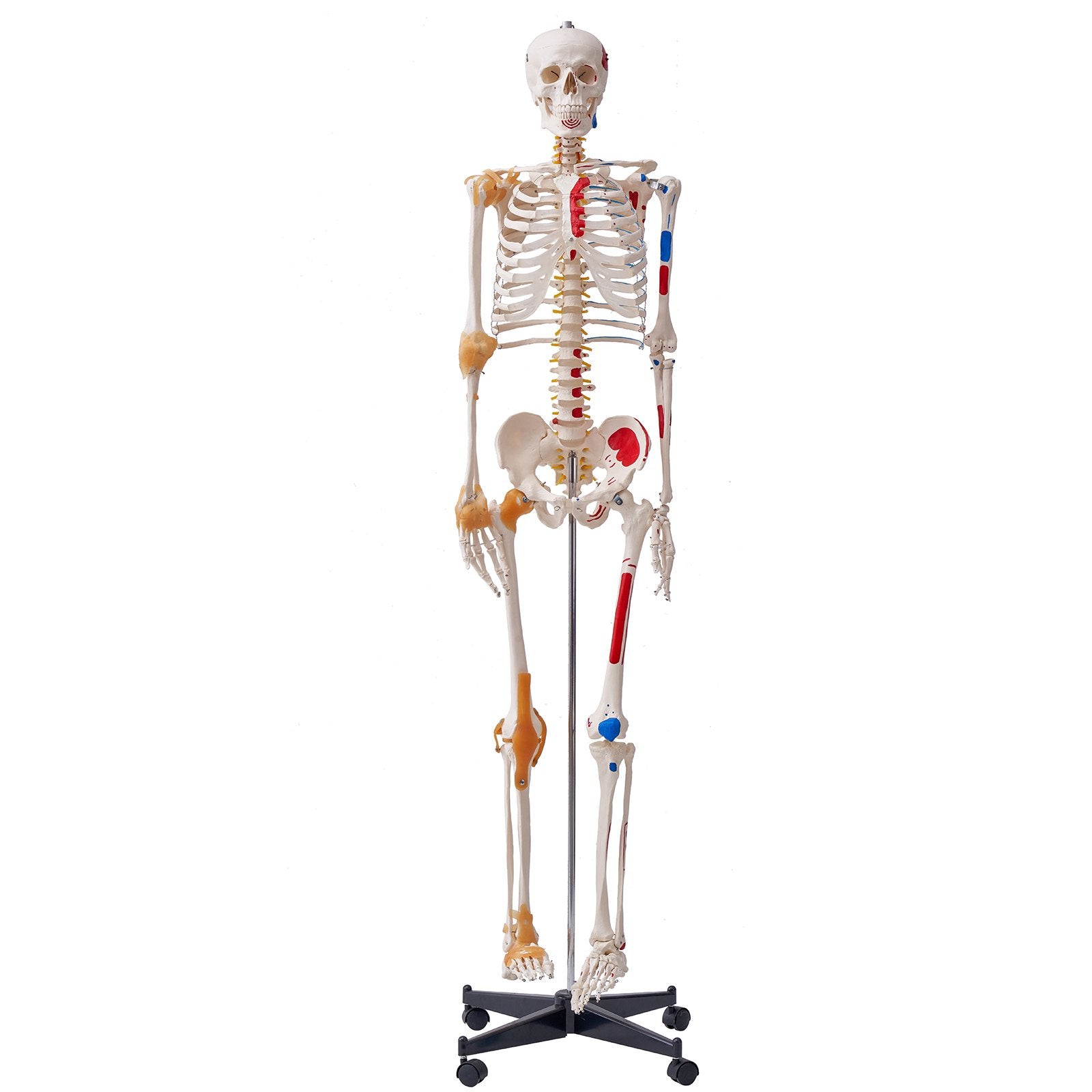 Wellness Accessories: VEVOR Human Skeleton Model for Anatomy, 182 cm Life Size, Accurate PVC Anatomy Skeleton Model with Ligaments, Movable Arms, Legs & Jaw, with Muscle Origin & Insertion Points, for Professional Teaching