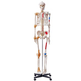 Wellness Accessories: VEVOR Human Skeleton Model for Anatomy, 182 cm Life Size, Accurate PVC Anatomy Skeleton Model with Ligaments, Movable Arms, Legs & Jaw, with Muscle Origin & Insertion Points, for Professional Teaching
