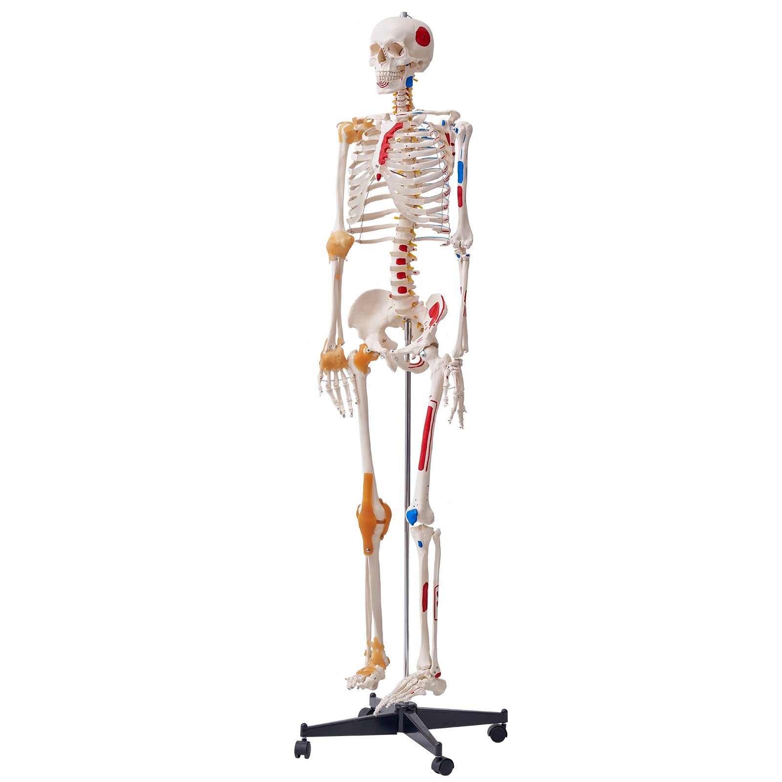 Wellness Accessories: VEVOR Human Skeleton Model for Anatomy, 182 cm Life Size, Accurate PVC Anatomy Skeleton Model with Ligaments, Movable Arms, Legs & Jaw, with Muscle Origin & Insertion Points, for Professional Teaching