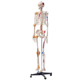Wellness Accessories: VEVOR Human Skeleton Model for Anatomy, 182 cm Life Size, Accurate PVC Anatomy Skeleton Model with Ligaments, Movable Arms, Legs & Jaw, with Muscle Origin & Insertion Points, for Professional Teaching