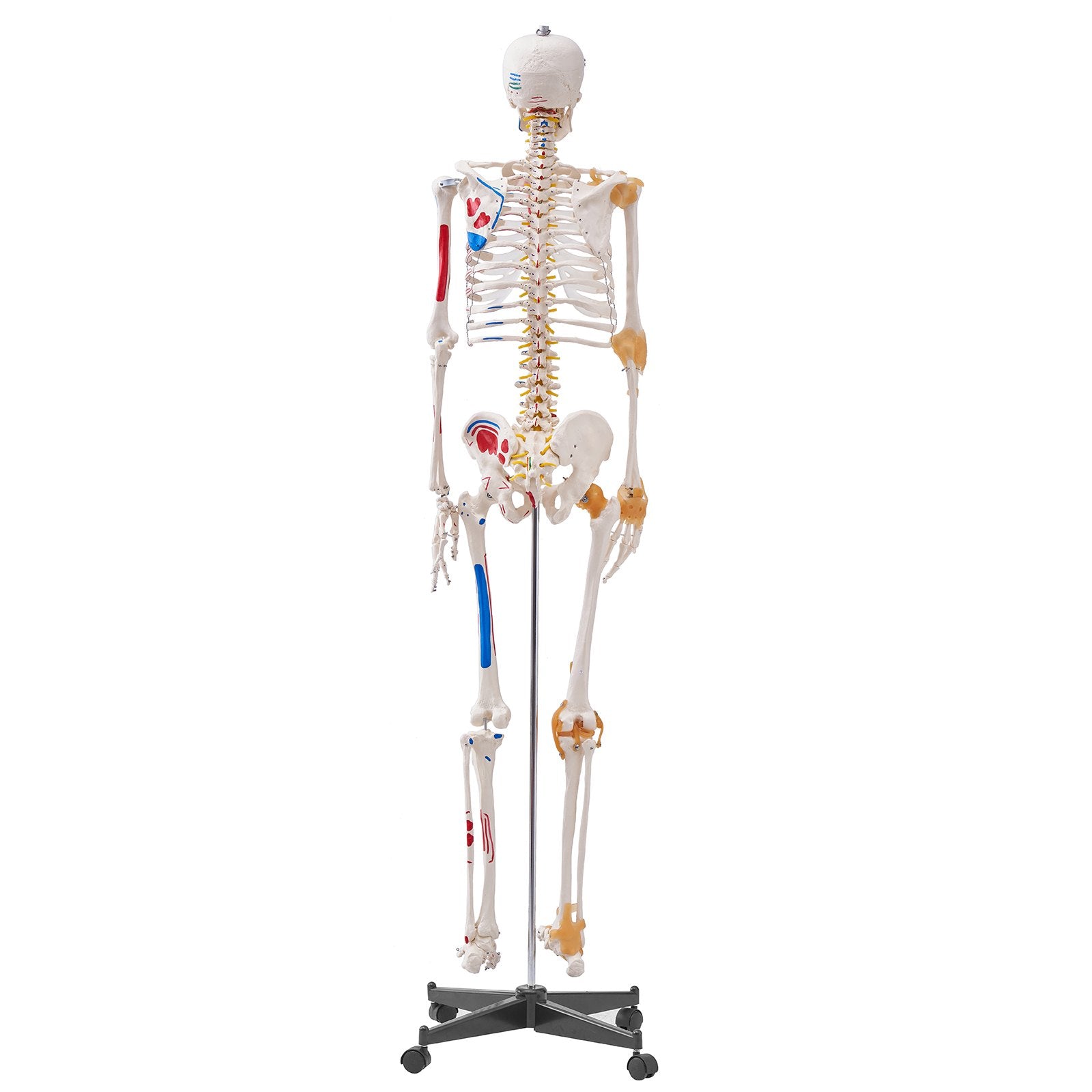 Wellness Accessories: VEVOR Human Skeleton Model for Anatomy, 182 cm Life Size, Accurate PVC Anatomy Skeleton Model with Ligaments, Movable Arms, Legs & Jaw, with Muscle Origin & Insertion Points, for Professional Teaching