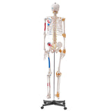 Wellness Accessories: VEVOR Human Skeleton Model for Anatomy, 182 cm Life Size, Accurate PVC Anatomy Skeleton Model with Ligaments, Movable Arms, Legs & Jaw, with Muscle Origin & Insertion Points, for Professional Teaching